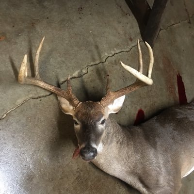 Profile Picture of Robert Strausser (@robertstrausse3) on Twitter