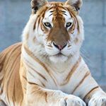 Profile Picture of David Janis (@david.janis.90) on Instagram