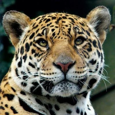 Profile Picture of Adam Nino (@AdamNino6) on Twitter
