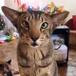 Profile Picture of FEYENOORD❤️ (@peterklaassen56) on Instagram