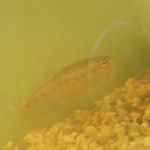 Profile Picture of fredrick trout (@fredricktrout) on Instagram