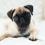 Profile Picture of Geoffrey Milton Cunningham (@pug_geoffrey) on Instagram