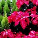 Profile Picture of Dawn L. Rose Epperson (@rose_epperson_) on Instagram