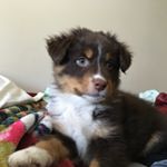 Profile Picture of Chancellor Bennett (@chancethepups) on Instagram