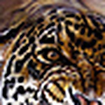 Profile Picture of Mitchell Mitch (@Mitchell Mitch) on Flickr