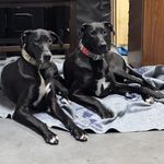 Profile Picture of Chad Farias (@derbox) on Instagram