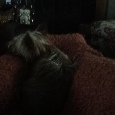 Danny Lewandowski - Twitter Profile Picture of Danny Lewandowski (@dannylewski) on Twitter