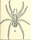 Profile Picture of Venator marginatuson Wikipedia