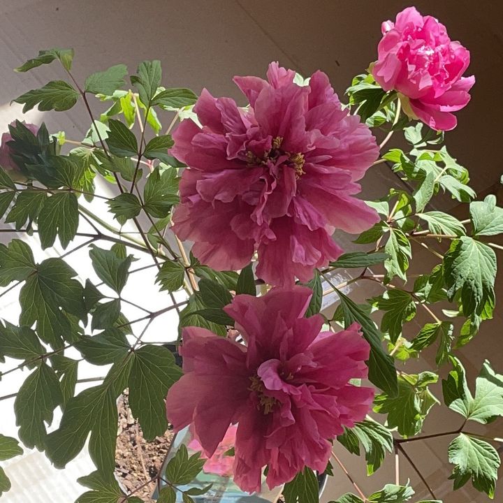 Profile Picture of aragaki (@aragaki66) on Tiktok