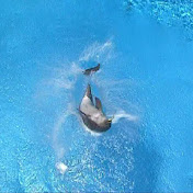 Profile Picture of James Dolphin (@MrThedragos) on Youtube