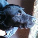 Profile Picture of Stephen Pedersen (@dewzip1967) on Instagram