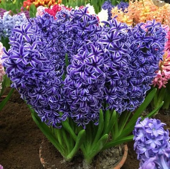 Profile Picture of Chris Almoney (@chrisalmoney) on Poshmark