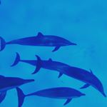 Profile Picture of James steel (@straucherkarl) on Instagram