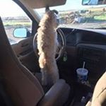 Profile Picture of Darnell Pointer (@darnellpointer) on Instagram