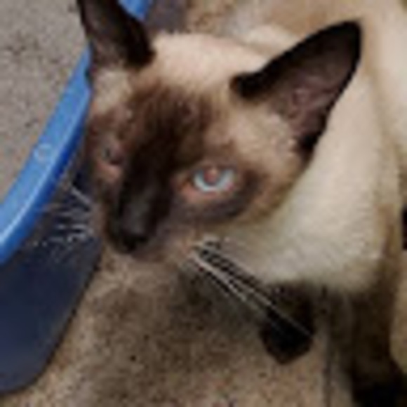 Profile Picture of Char Ackel (@7981sioux) on Poshmark