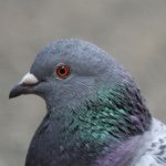 Profile Picture of Annabelle Raggi (@jareds_fears101) on Instagram