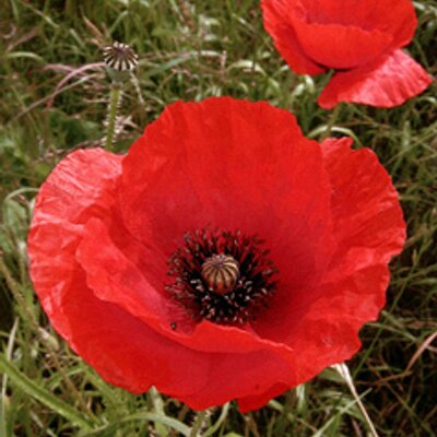 Profile Picture of Neil McPherson (@AFlandersPoppy) on Twitter