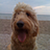 Profile Picture of D Cooper (@416_Cooper) on Flickr