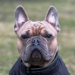 Profile Picture of French Bulldog Archibald (@archibalds_adventure) on Instagram