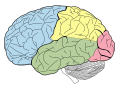 Profile Picture of Muriel Lezakon Wikipedia