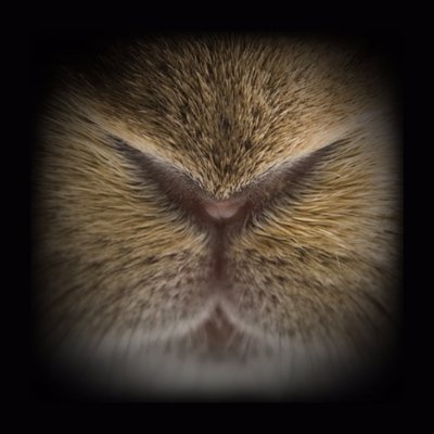Profile Picture of Notta Hare (@DahBunnynoze) on Twitter