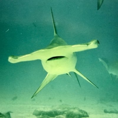 Profile Picture of Darren McFadden (@dstyle88) on Twitter