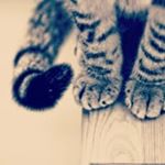 Profile Picture of Tanya (@tanya.simonis) on Instagram