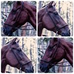 Profile Picture of Gábor Szabó (@szabigabi6) on Instagram