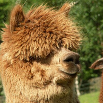 Profile Picture of Julie Daniel (@CountyAlpacas) on Twitter