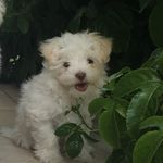 Profile Picture of Ryan Shad (@shad_fish) on Instagram