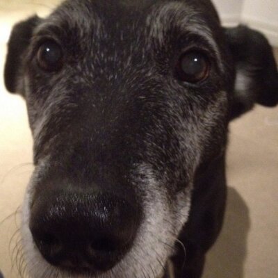 Profile Picture of Craig Wieman (@wiemoo) on Twitter