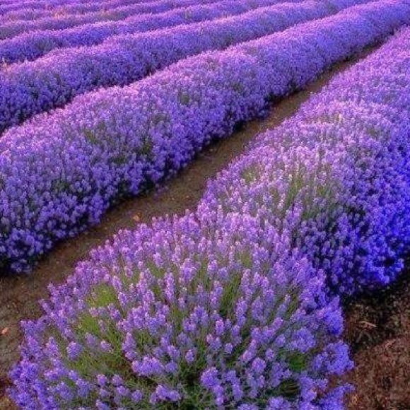 Profile Picture of Deborah Mitchell (@deborahkay18) on Poshmark