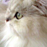 Profile Picture of Dawn Trotter-Meadows (@dawntrottermeadows) on Instagram