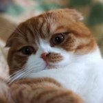 Profile Picture of Peggy Roberts DVM (@pegkenspets) on Instagram