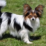 Profile Picture of Thomas A. Josephson (@papillons_mylove) on Instagram