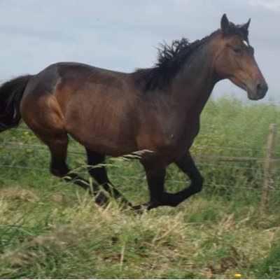 Profile Picture of Equi Day  🐴 (@Thomas555895) on Twitter