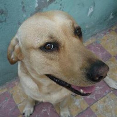 Profile Picture of Douglas (@Perro_Douglas) on Twitter