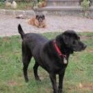 Profile Picture of Lisa Donnelly (@donnelli01) on Pinterest