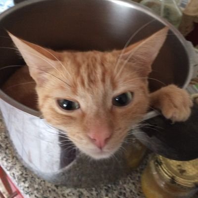 Profile Picture of Bret Halley (@BretHalley) on Twitter