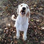 Profile Picture of Bo Tate (@bothewonderdog) on Instagram