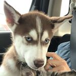 Profile Picture of Ser Francis, Siberian Husky (@serfrancisfinnegan) on Instagram