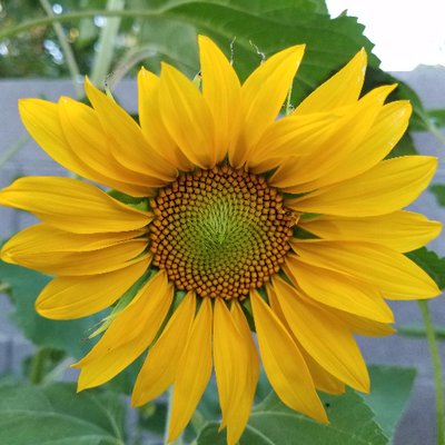 Profile Picture of Gale Weeks (@gale4se) on Twitter