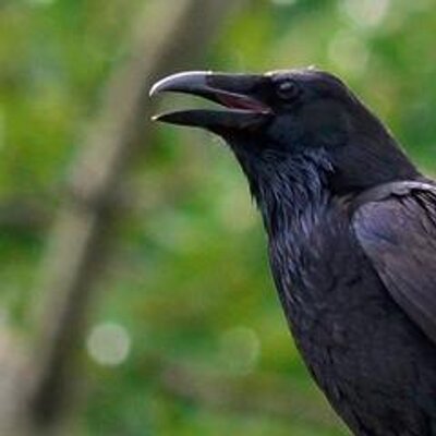 Profile Picture of Eric Montague (@eric_montag) on Twitter