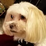 Profile Picture of Chris Foran (@exardrsco) on Instagram