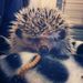Profile Picture of Oliver Aaron (@ollieaaron) on Pinterest