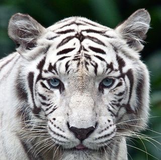 Profile Picture of Al Zehcnas (@nutrafan) on Facebook