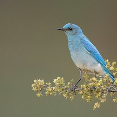 Profile Photo of Blue Bird Talking (@Rosarita_Bonita) on Twitter