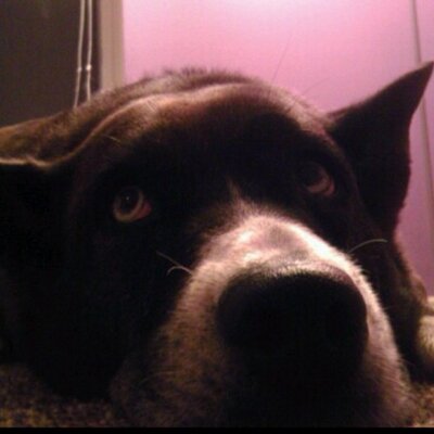 Profile Picture of Gary Weidman (@popsweidman) on Twitter