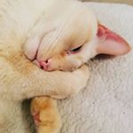 Profile Picture of Adam Champagne (@mr.bessons) on Instagram
