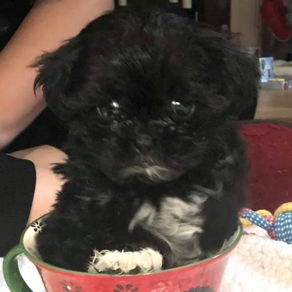 Profile Picture of Monika Slawski (@monikajtor) on Poshmark